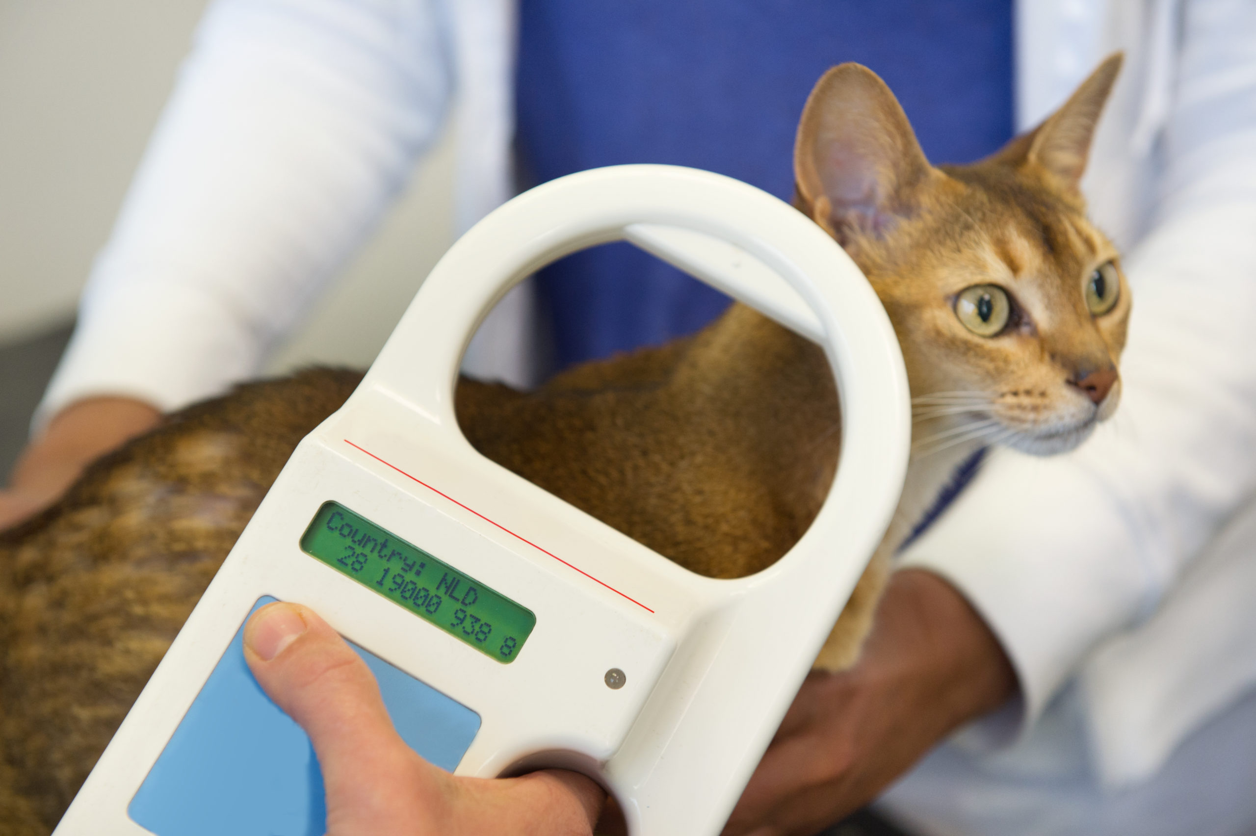 Checking for Microchip implant for cat by Veterinarian