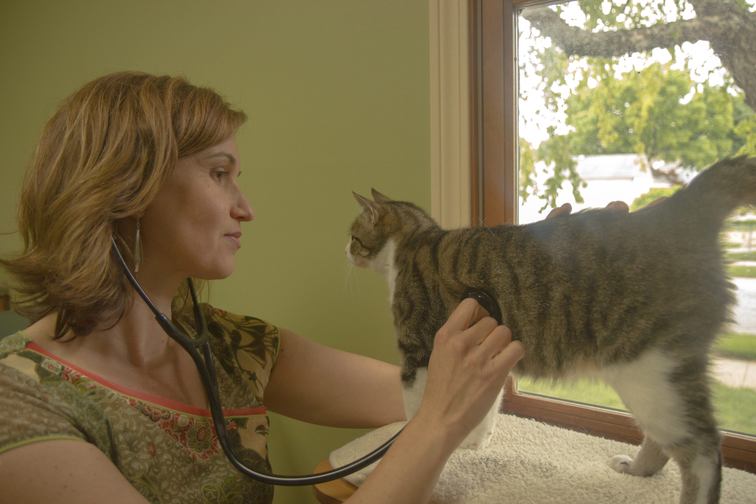 Woman holding a stethoscope up to a cats chest during a veterinary exam