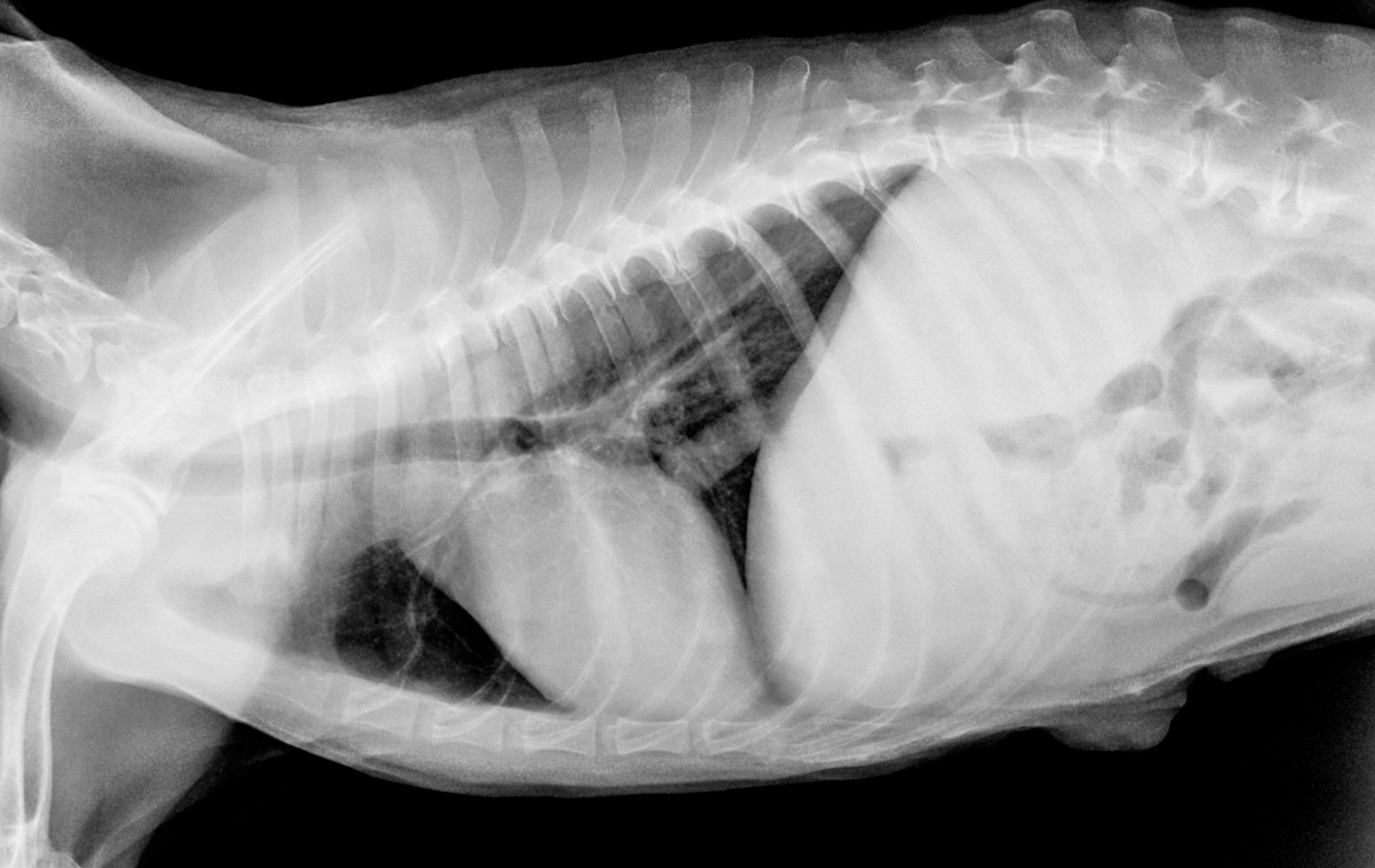 X-ray of an animal