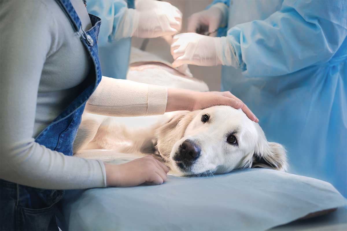 Dog laying down on a surgery bed at a veterinary