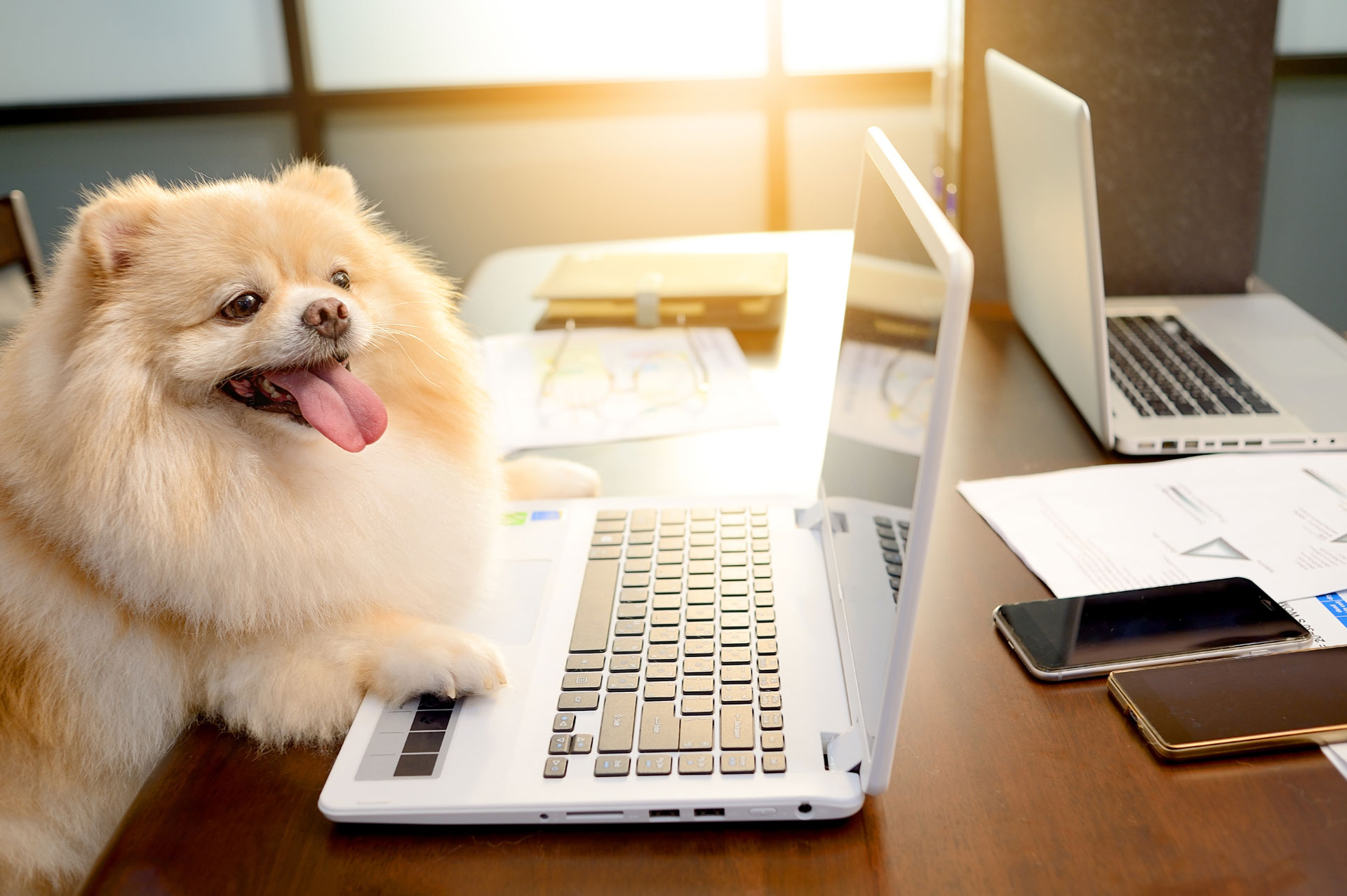 Dog sitting in front of a laptop with paws on the keyboard